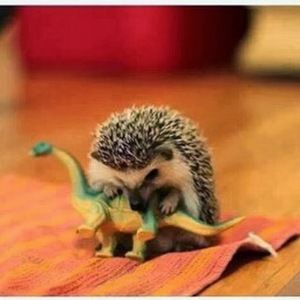 Meet your Posher, Antonia